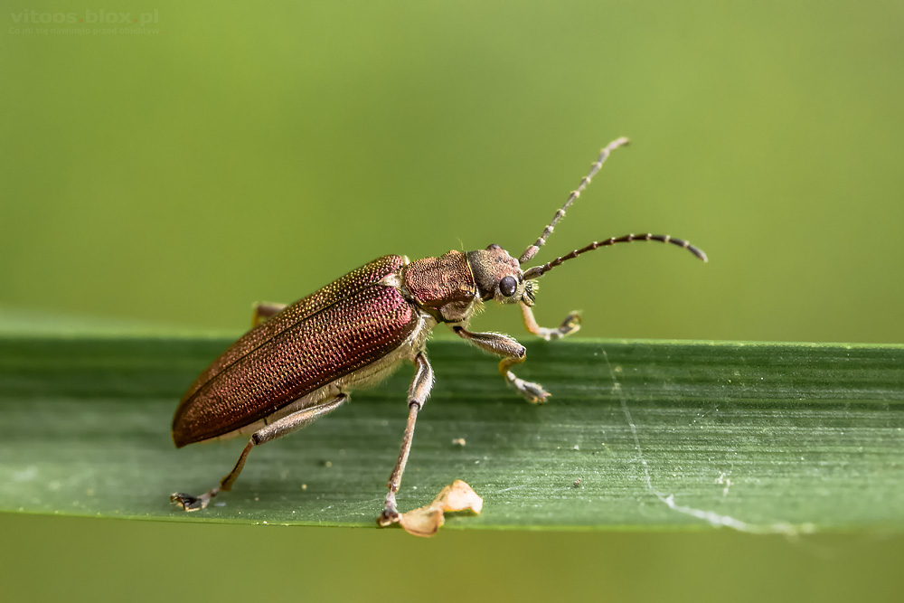 Fot. Witold Ochał, Rzęsielnica (Donacia brevicornis).