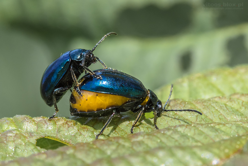 Fot. Witold Ochał, pary owadów