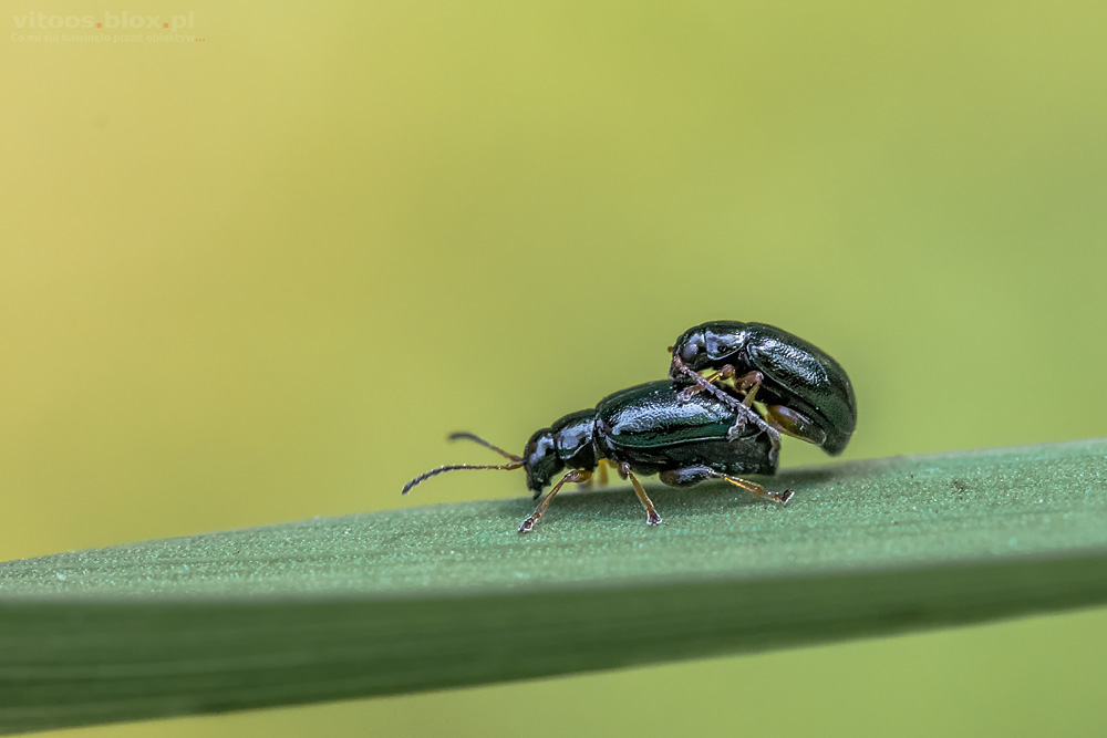 Fot. Witold Ochał, pary owadów