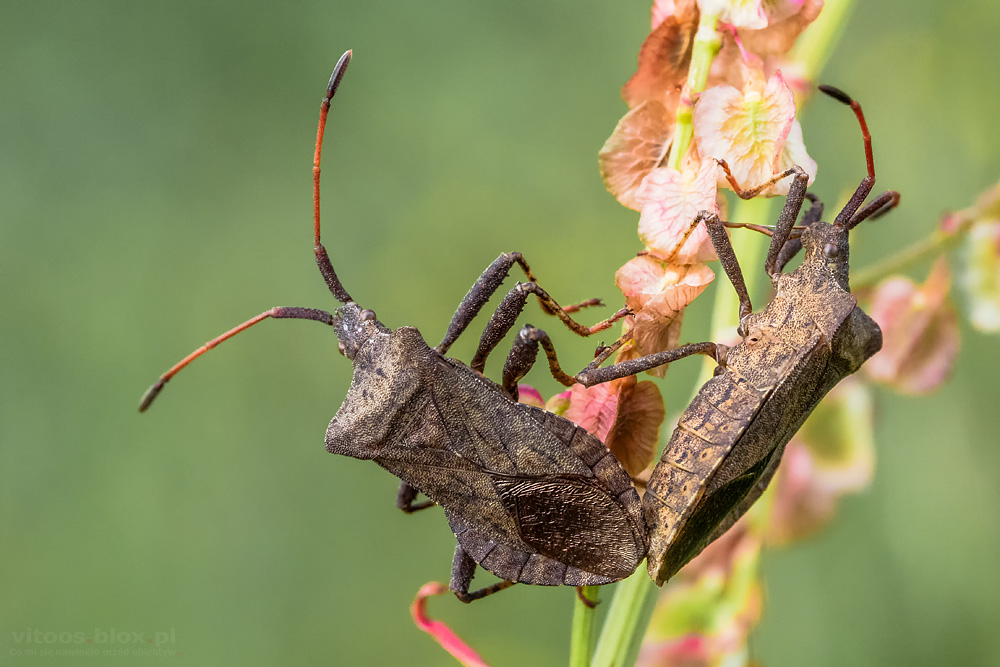 Fot. Witold Ochał, pary owadów