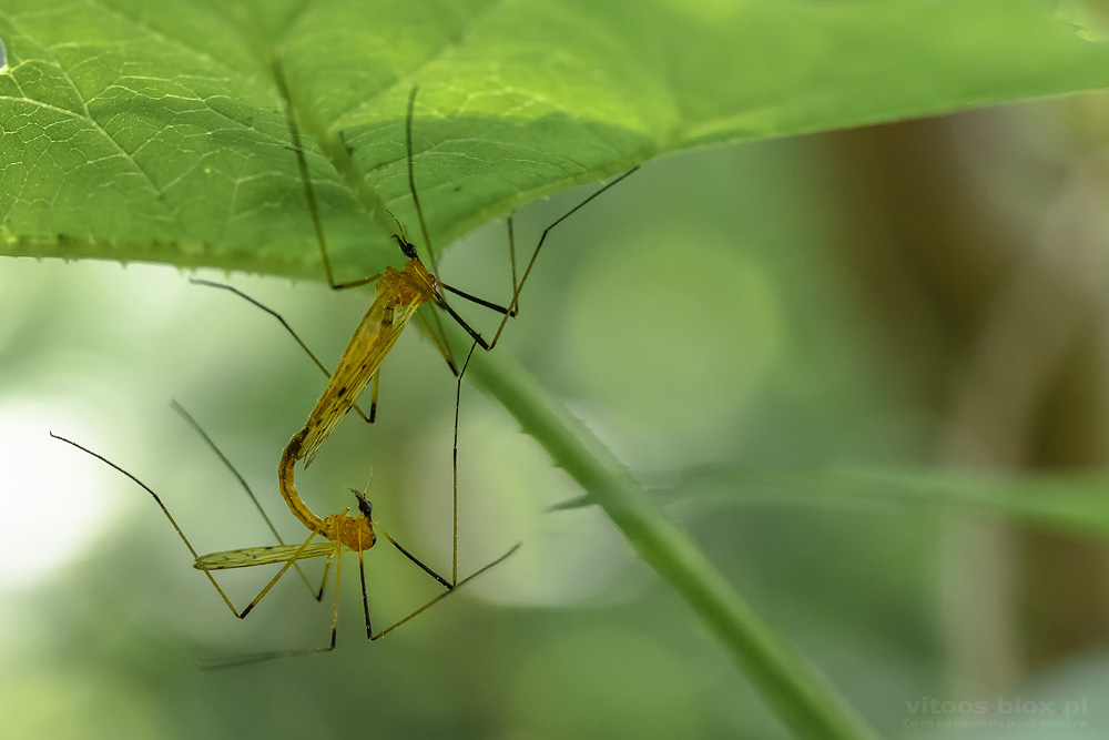 Fot. Witold Ochał, pary owadów