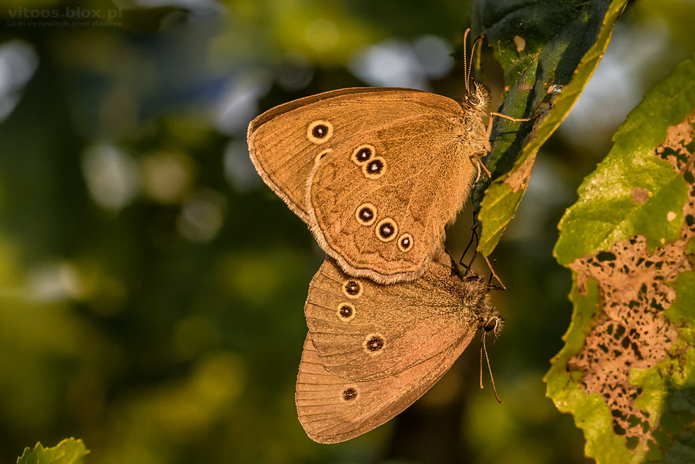 Fot. Witold Ochał, para owadów