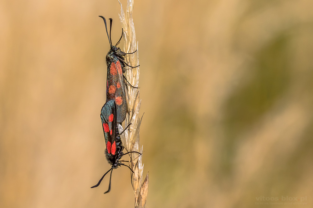 Fot. Witold Ochał, para owadów