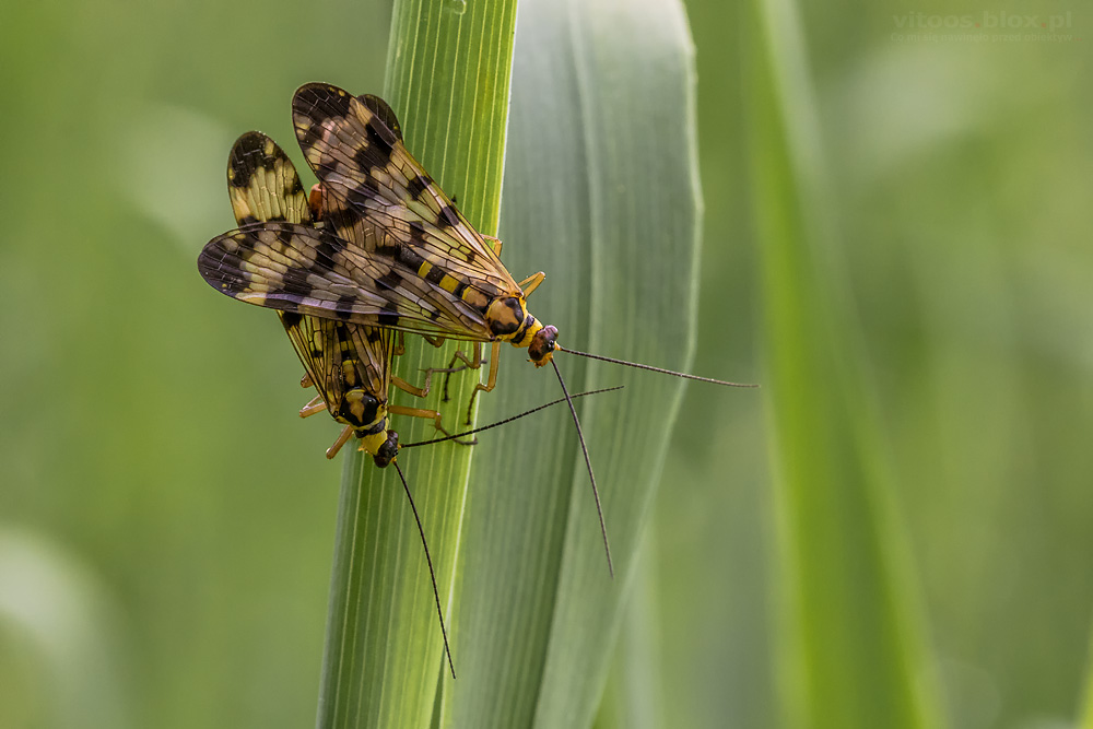 Fot. Witold Ochał, para owadów