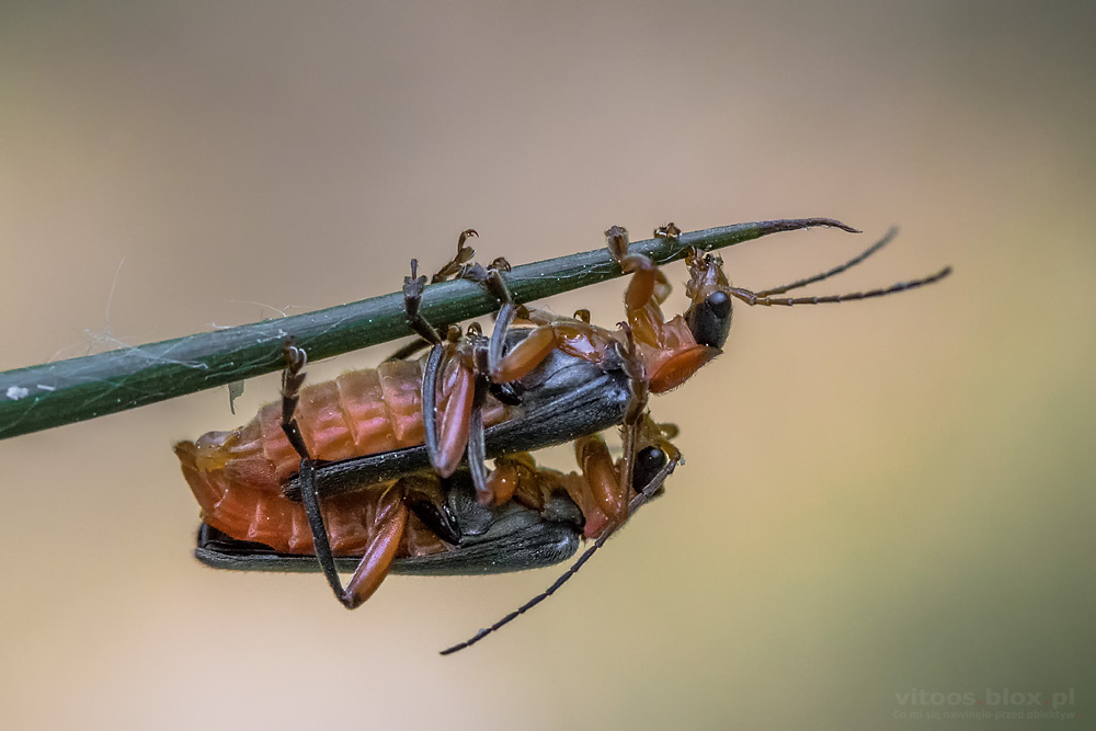 Fot. Witold Ochał, para owadów
