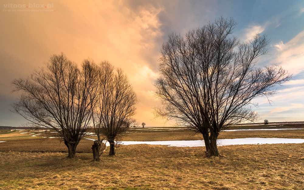 Fot. Witold Ochał, wierzby o zachodzie