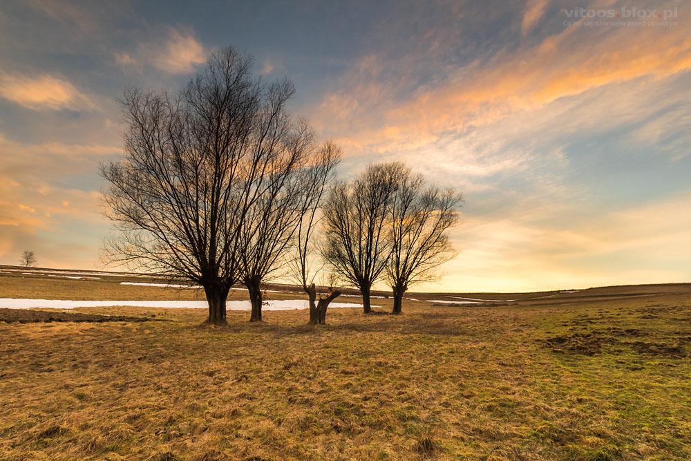 Fot. Witold Ochał, wierzby o zachodzie