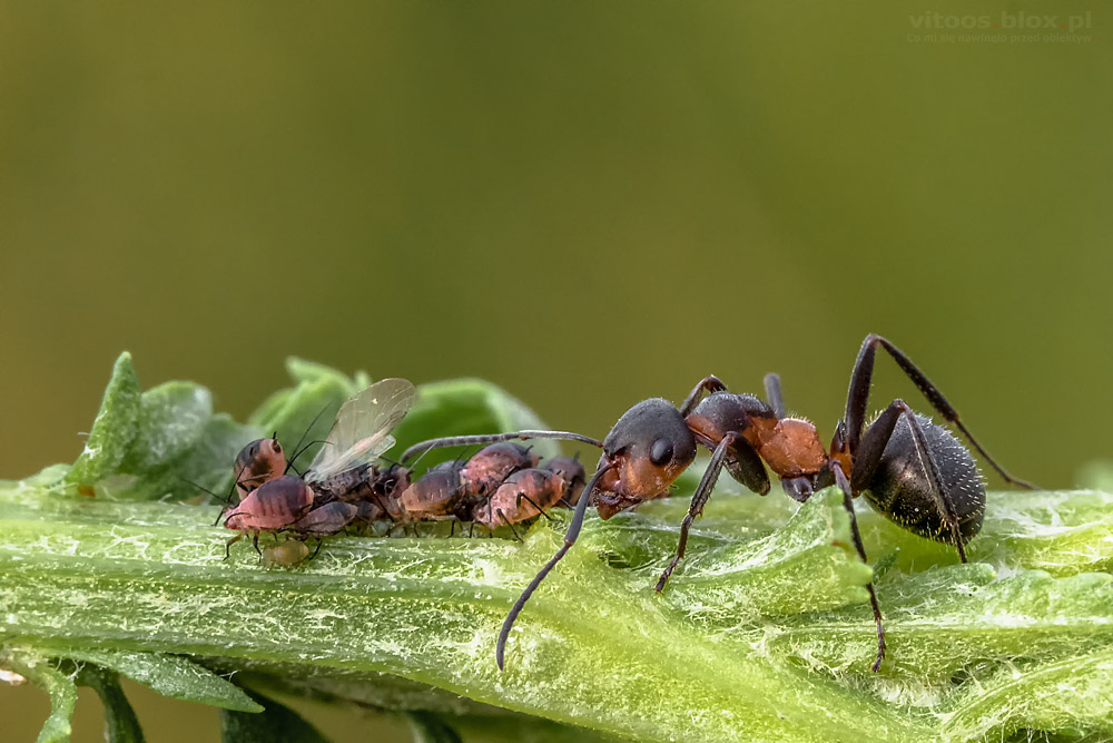 Fot. Witold Ochał, makrofotografia, rudnica
