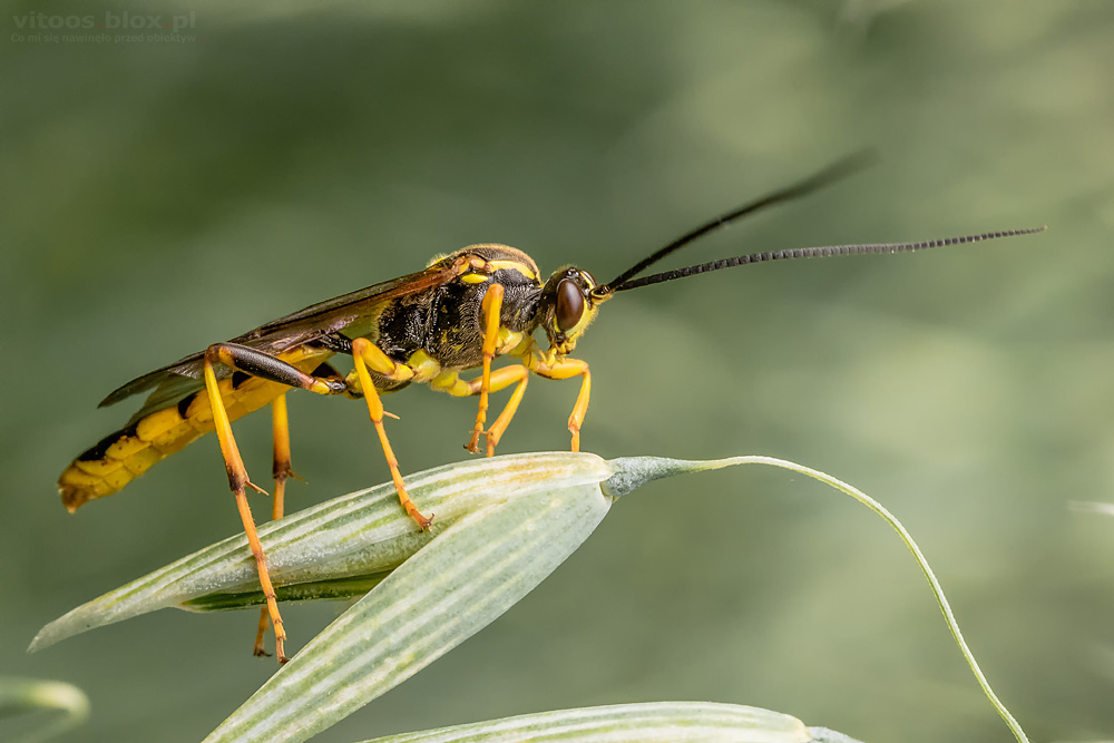 Fot. Witold Ochał, makrofotografia