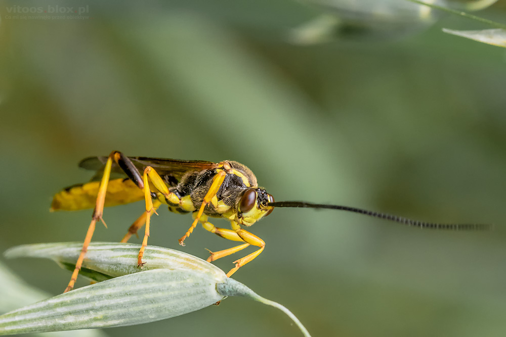 Fot. Witold Ochał, makrofotografia