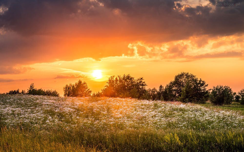 Fot. Witold Ochał, Szkodna, rumiankowe łąki