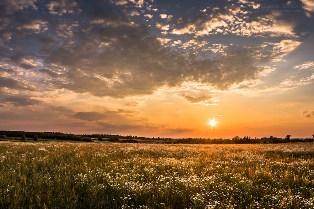 Fot. Witold Ochał, Szkodna, rumiankowe łąki