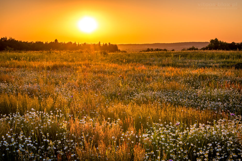Fot. Witold Ochał, Szkodna, rumiankowe łąki