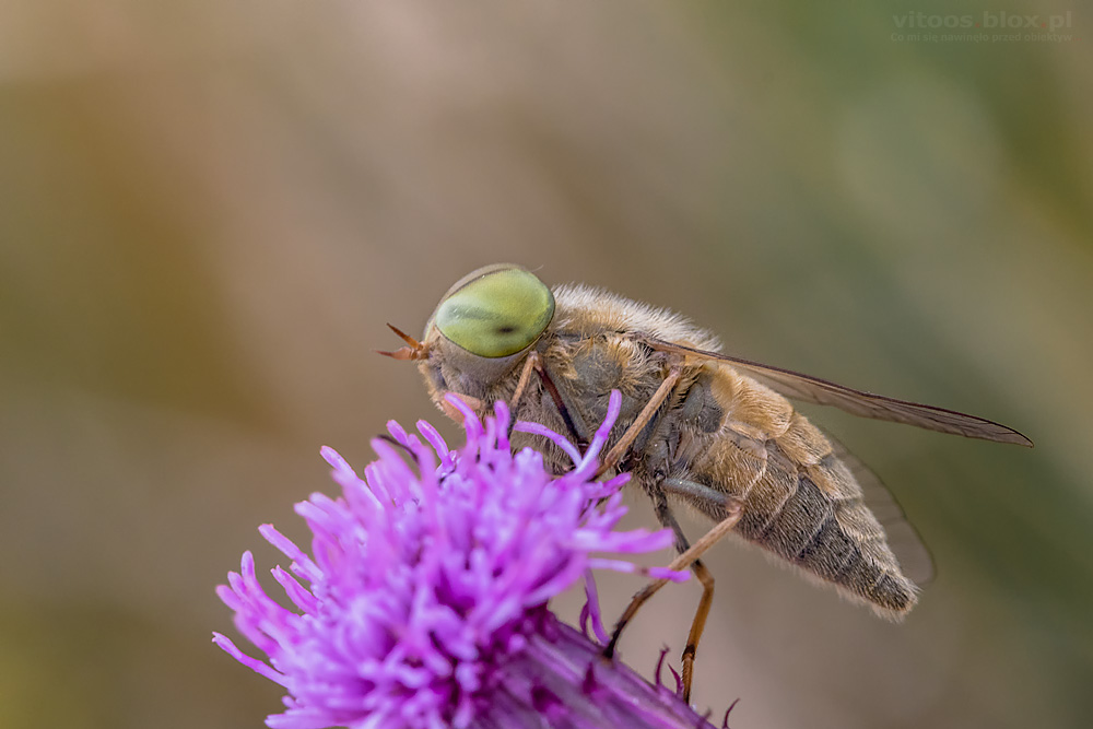 Fot. Witold Ochał, bzyg zzielonymi oczyma