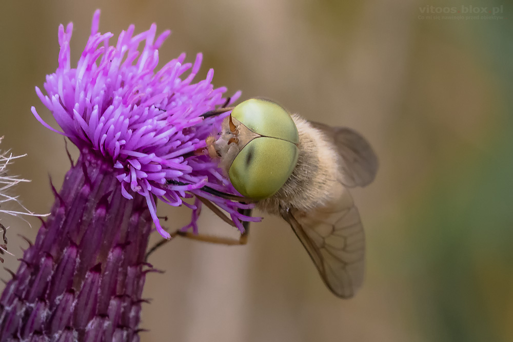 Fot. Witold Ochał, bzyg zzielonymi oczyma