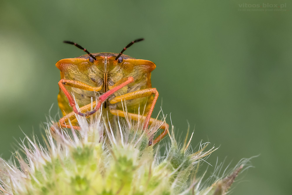 Fot. Witold Ochał, borczyniec południowy