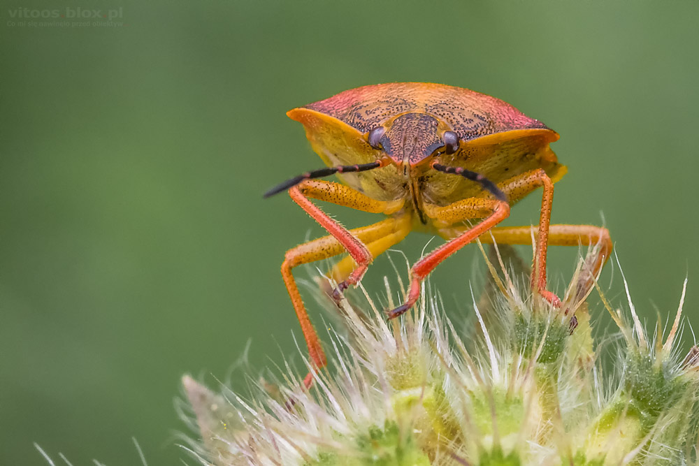 Fot. Witold Ochał, borczyniec południowy
