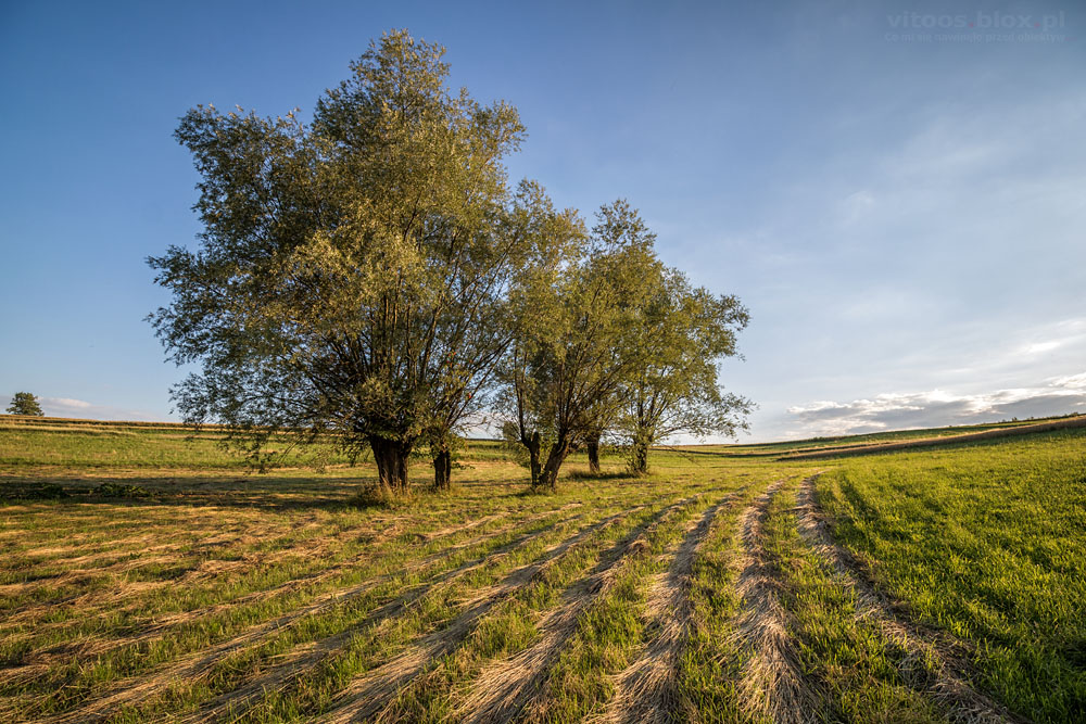 Fot. Witold Ochał, Zagorzyce, wierzby