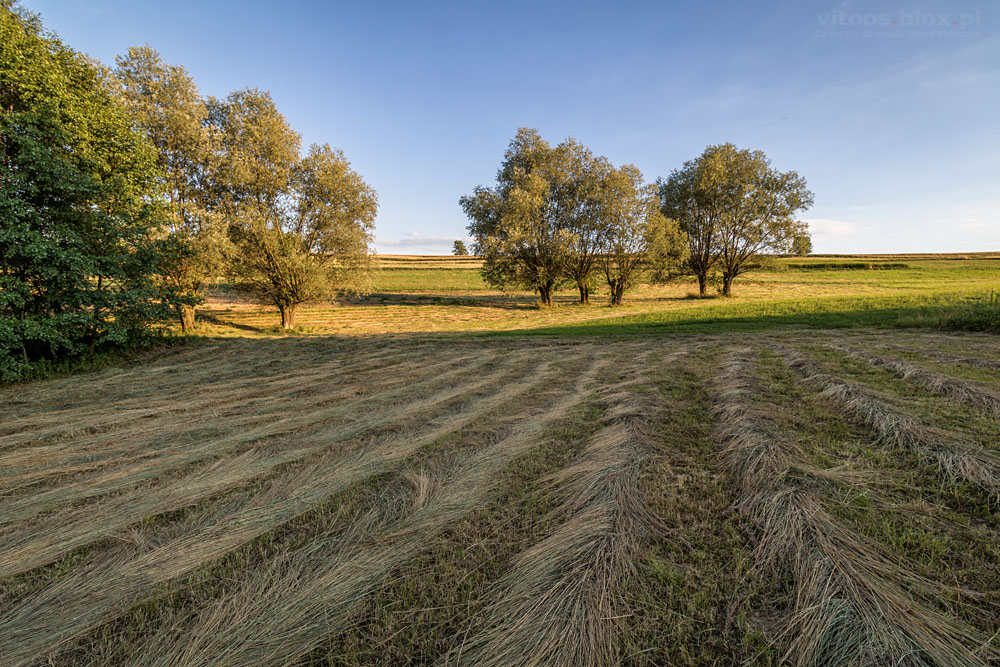 Fot. Witold Ochał, Zagorzyce, wierzby