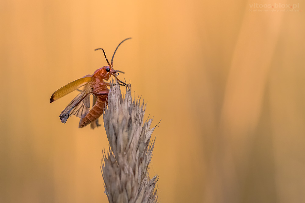 Fot. Witold Ochał, zmięk żółty