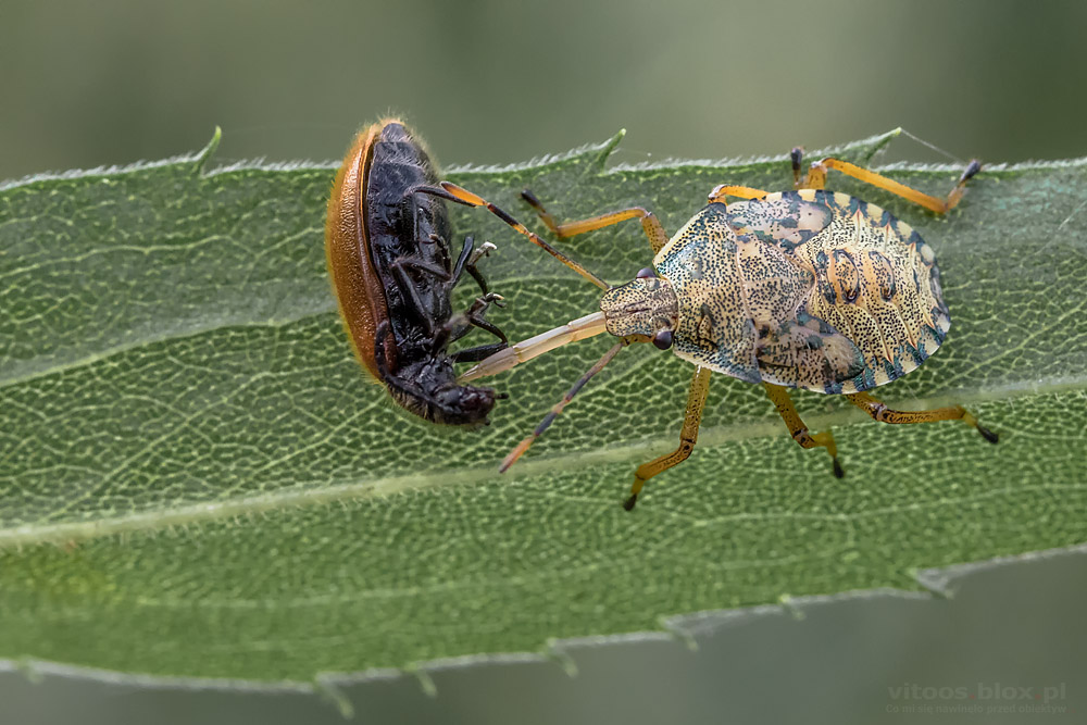 Fot. Witold Ochał, makrofotografia