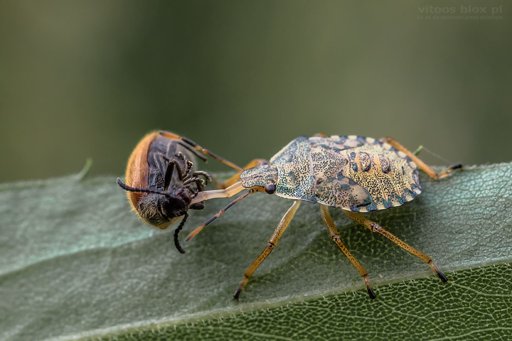 Fot. Witold Ochał, makrofotografia