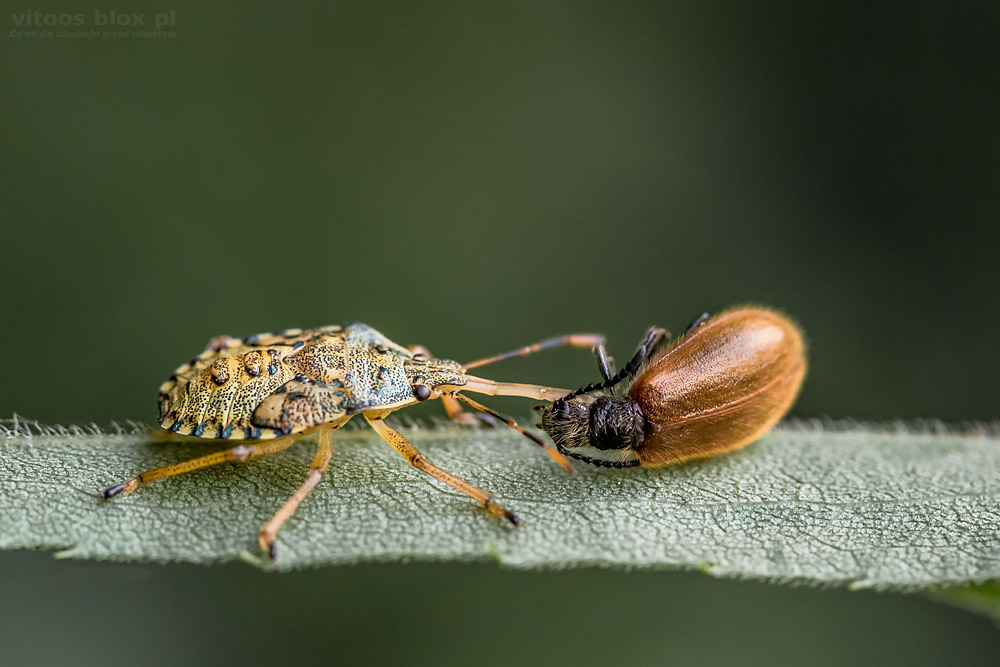 Fot. Witold Ochał, makrofotografia