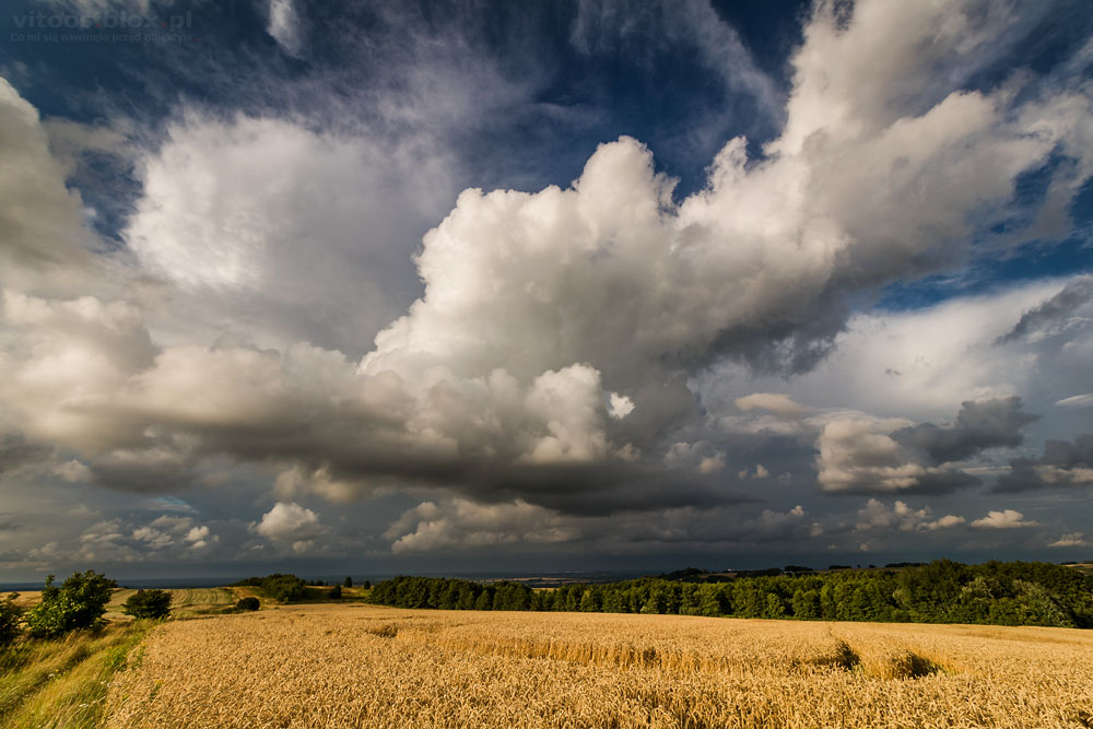 Fot. Witold Ochał, Trzciana