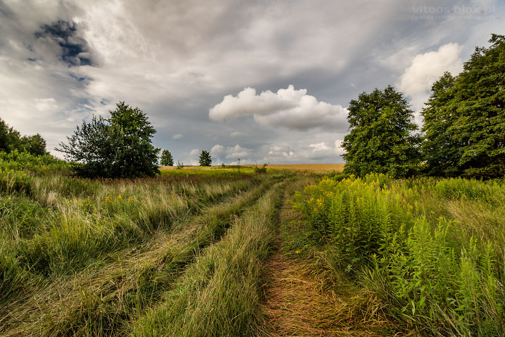 Fot. Witold Ochał, Trzciana