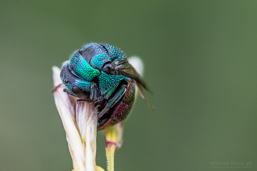 Fot. Witold Ochał, makrofotografia
