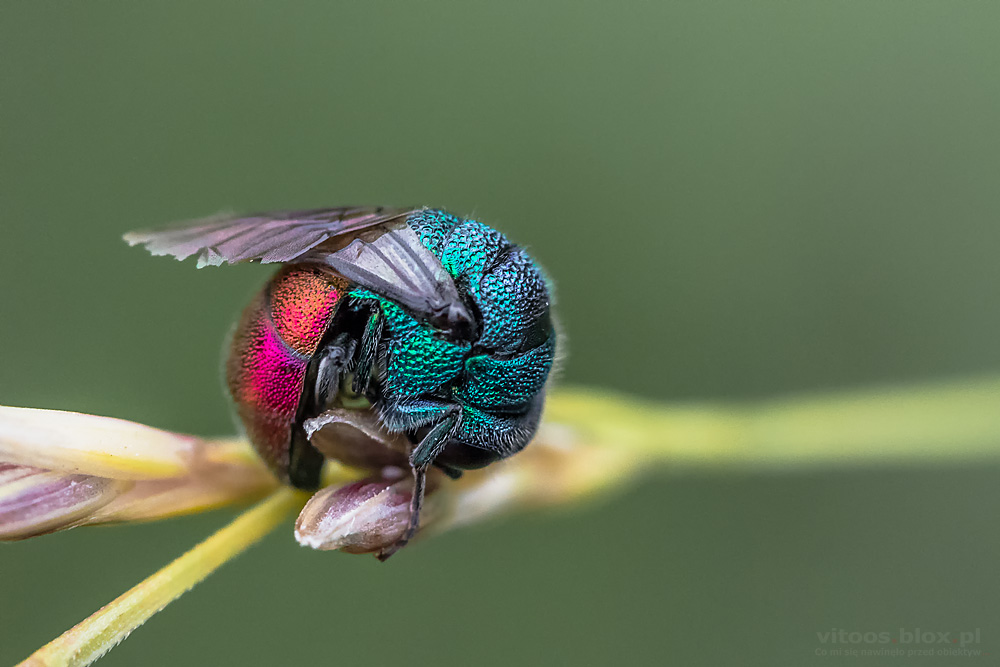 Fot. Witold Ochał, makrofotografia