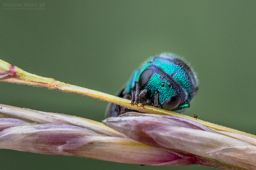 Fot. Witold Ochał, makrofotografia