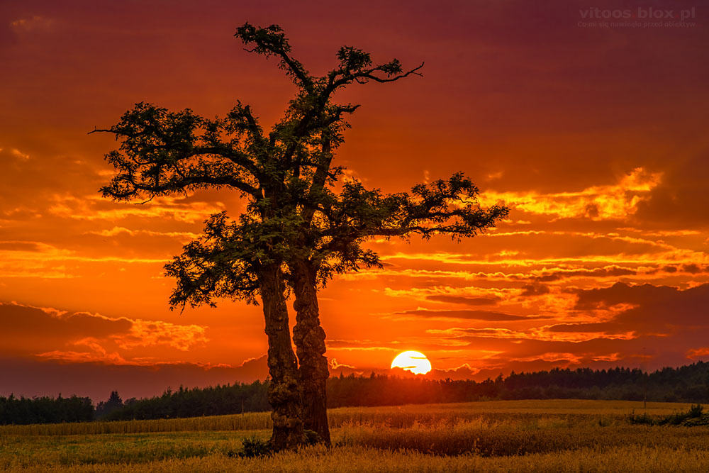 Fot. Witold Ochał, Nockowa, akacje, zachód słońca