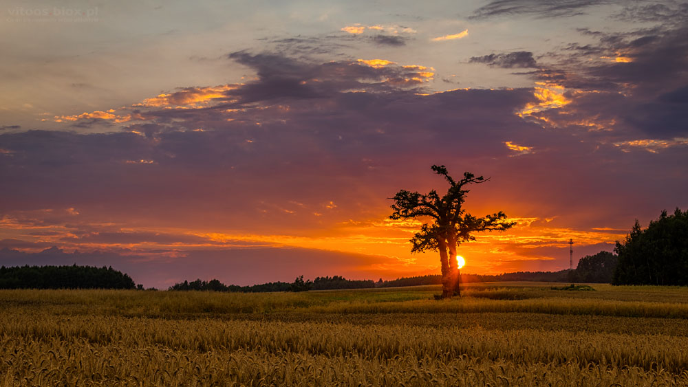 Fot. Witold Ochał, Nockowa, akacje, zachód słońca