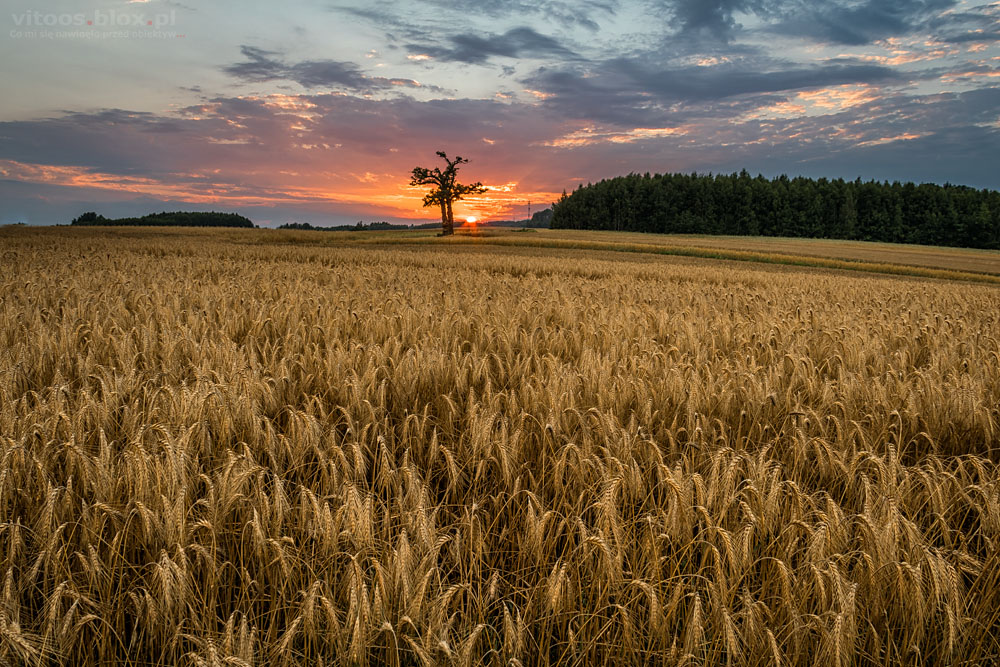 Fot. Witold Ochał, Nockowa, akacje, zachód słońca