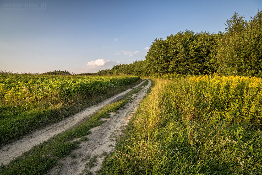 Fot. Witold Ochał, spacer po zagorzyckich polach