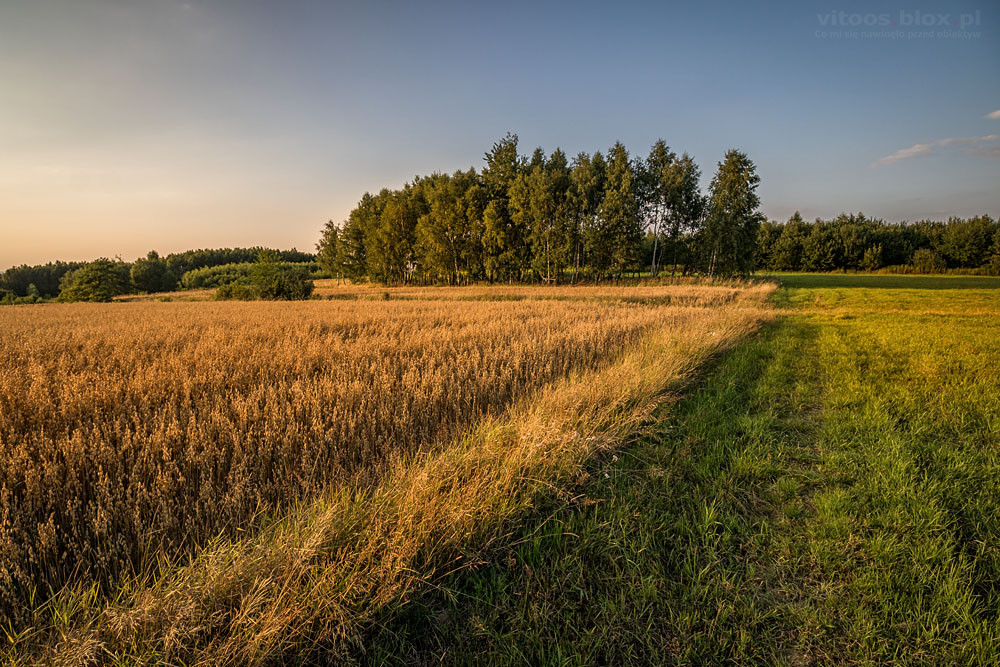 Fot. Witold Ochał, spacer po zagorzyckich polach