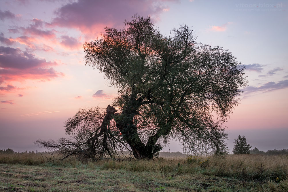Fot. Witold Ochał, Szufnarowa