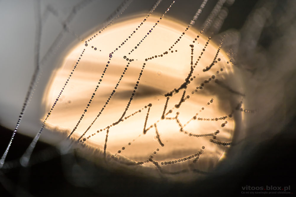 Fot. Witold Ochał, pajęczyny