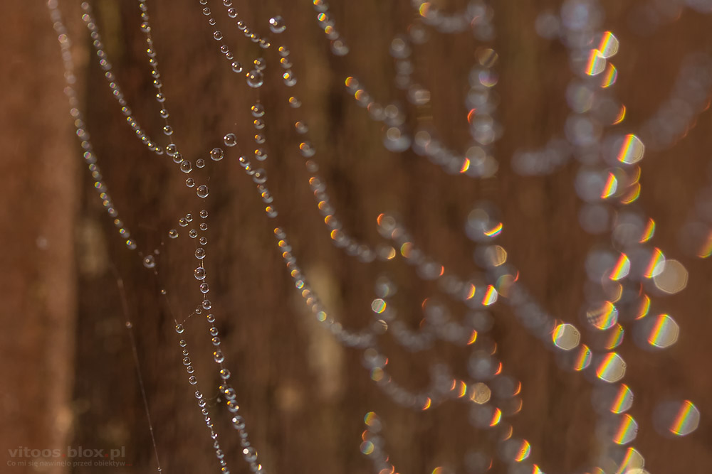 Fot. Witold Ochał, pajęczyny