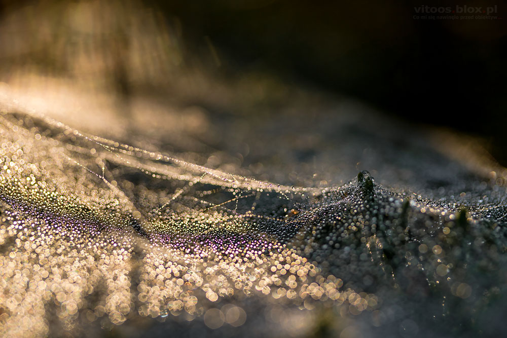 Fot. Witold Ochał, pajęczyny