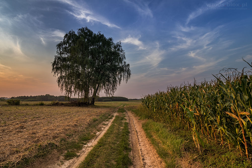 Fot. Witold Ochał, Sielec