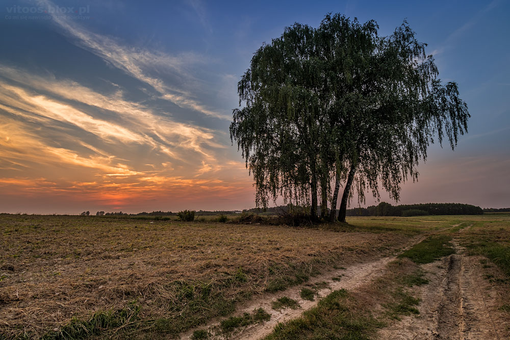 Fot. Witold Ochał, Sielec