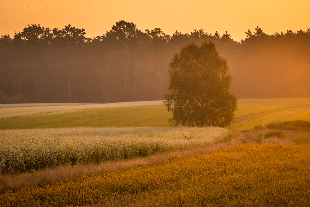 Fot. Witold Ochał, gryka w obiektywie, Krzywa