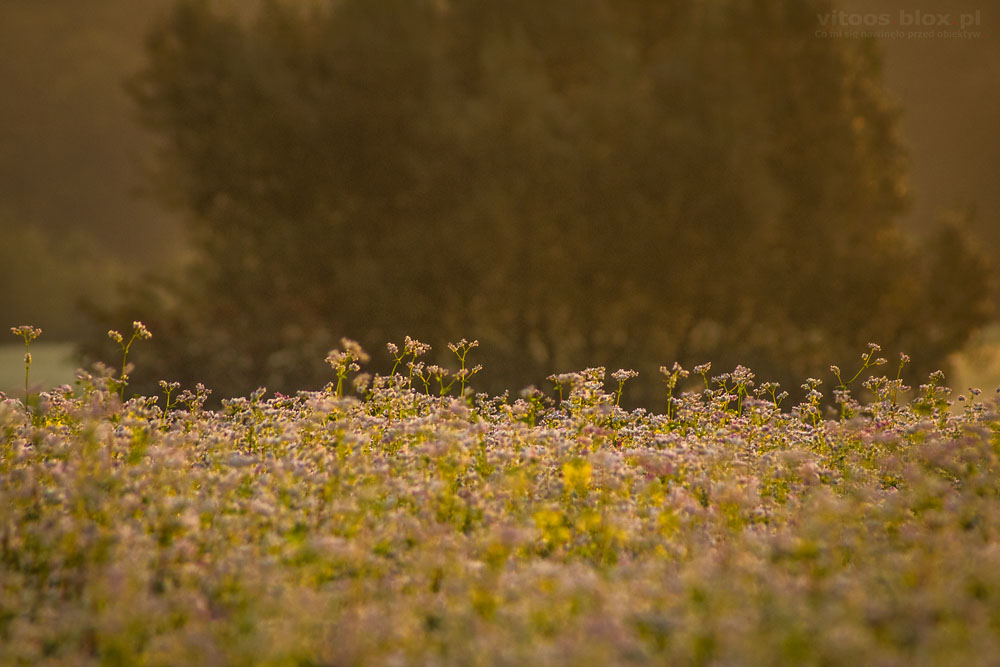 Fot. Witold Ochał, gryka w obiektywie, Krzywa