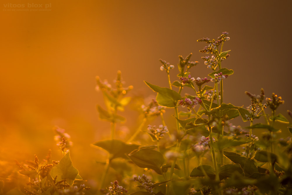 Fot. Witold Ochał, gryka w obiektywie, Krzywa