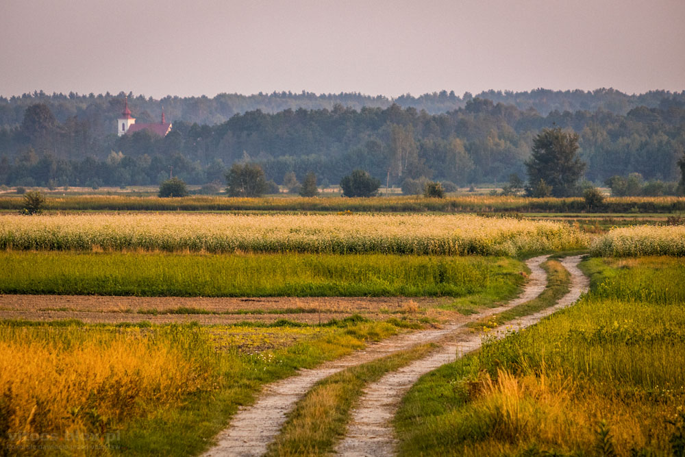 Fot. Witold Ochał, poranek, Krzywa