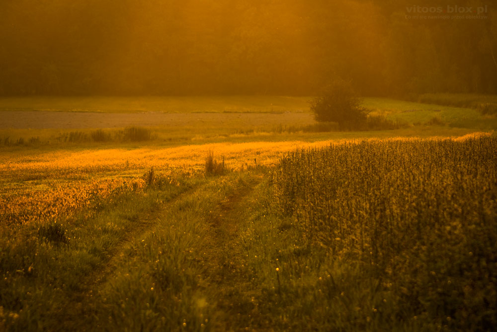 Fot. Witold Ochał, poranek, Krzywa