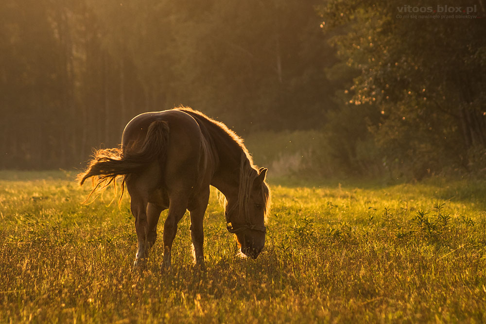 Fot. Witold Ochał, Krzywa, koń na pastwisku
