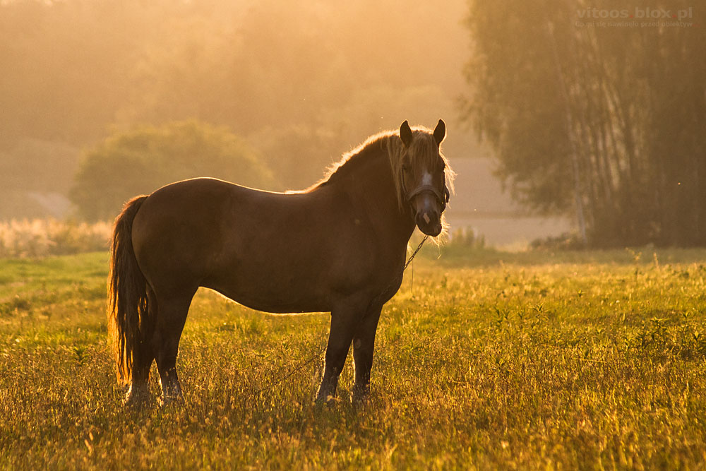 Fot. Witold Ochał, Krzywa, koń na pastwisku